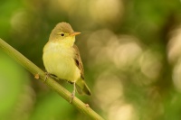 Sedmihlasek hajni - Hippolais icterina - Icterine Warbler 3550